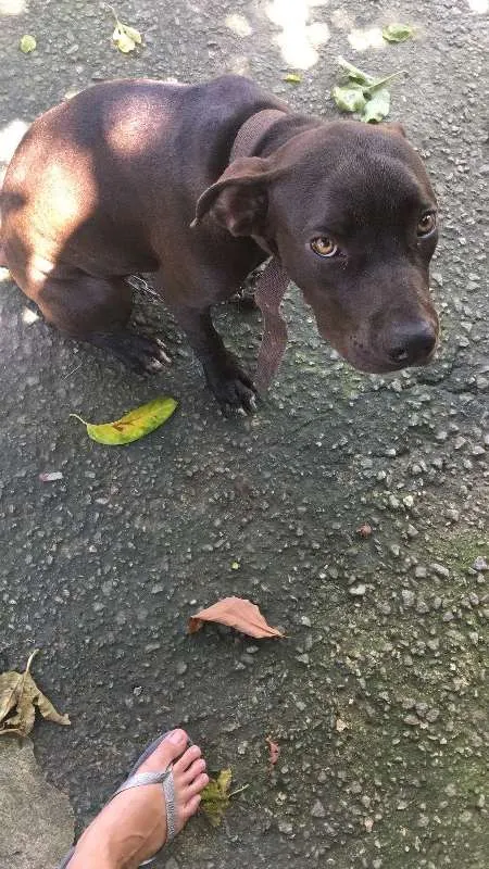 Cachorro ra a Pitbull idade 7 a 11 meses nome Huck