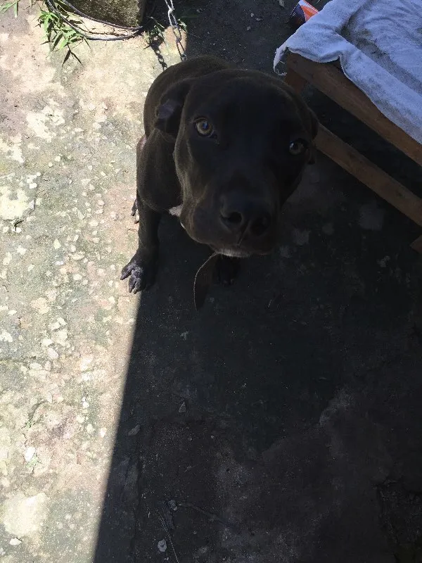 Cachorro ra a Pitbull idade 7 a 11 meses nome Huck