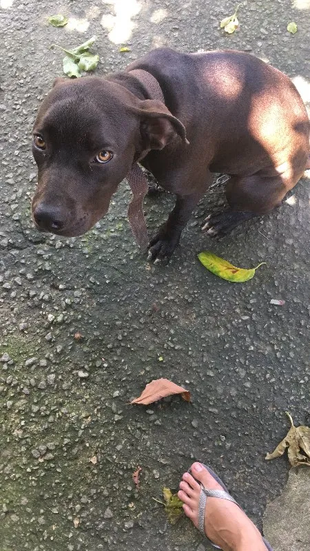 Cachorro ra a Pitbull idade 7 a 11 meses nome Huck