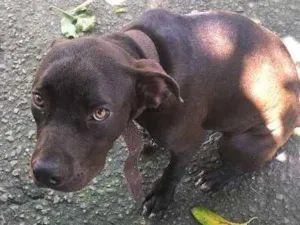 Cachorro raça Pitbull idade 7 a 11 meses nome Huck