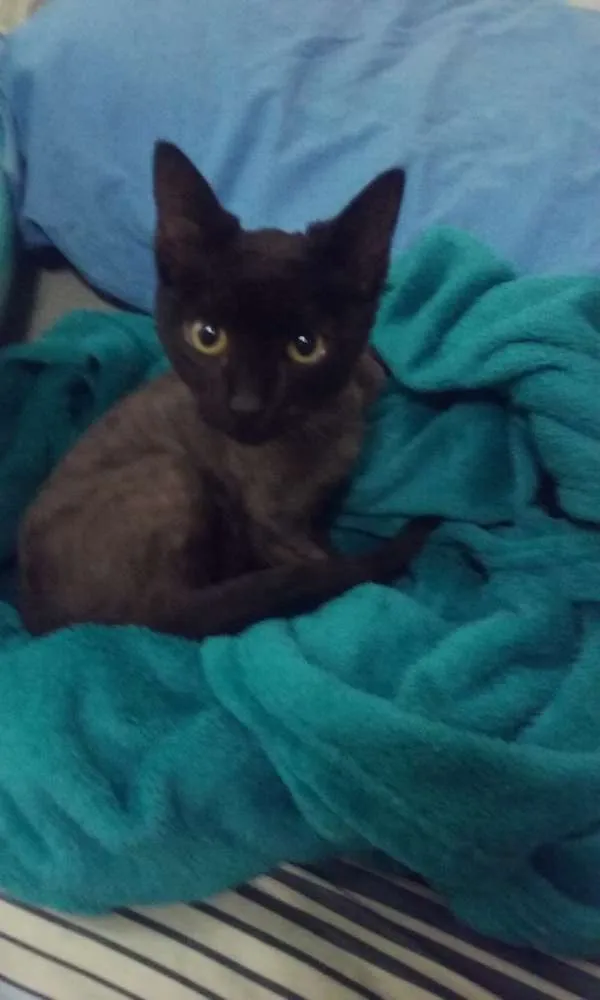 Gato ra a SRD idade 2 a 6 meses nome Sem nome