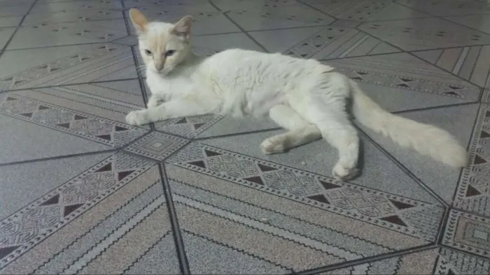 Gato ra a Ideterminada idade 2 anos nome Nina