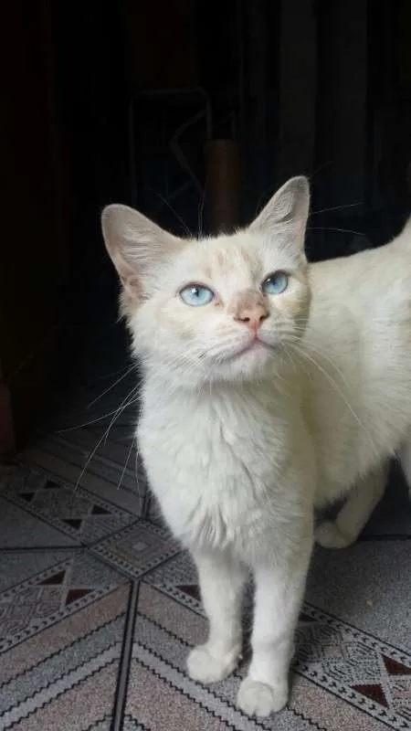 Gato ra a Ideterminada idade 2 anos nome Nina