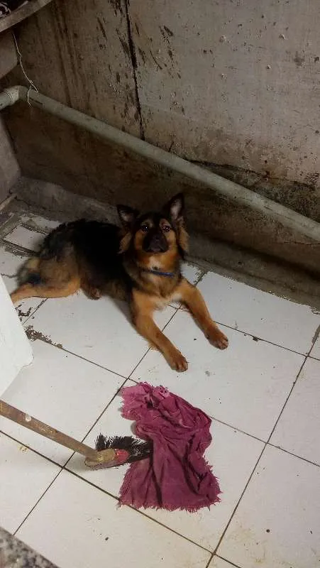Cachorro raça vira lata idade 7 a 11 meses nome pipoca