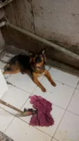 pipoca