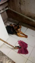 pipoca