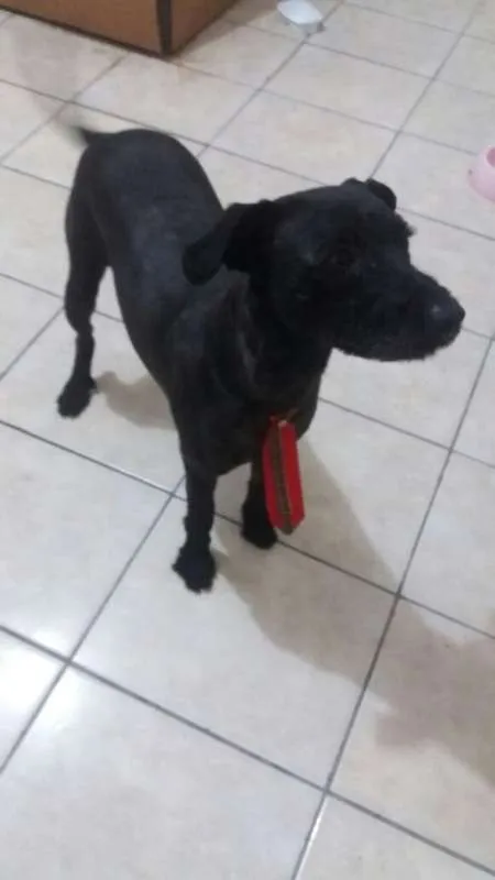 Cachorro ra a mix idade  nome PAÇOCA