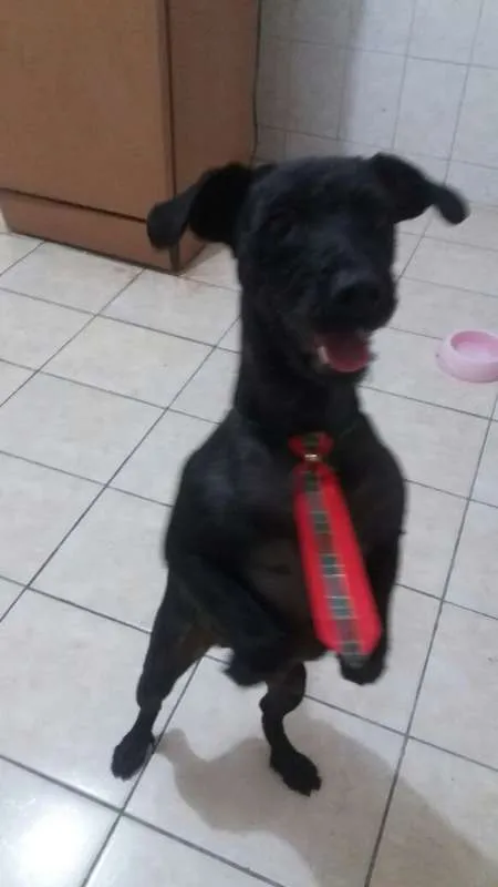 Cachorro ra a mix idade  nome PAÇOCA