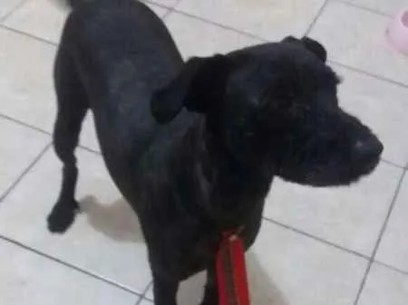 Cachorro ra a mix idade  nome PAÇOCA