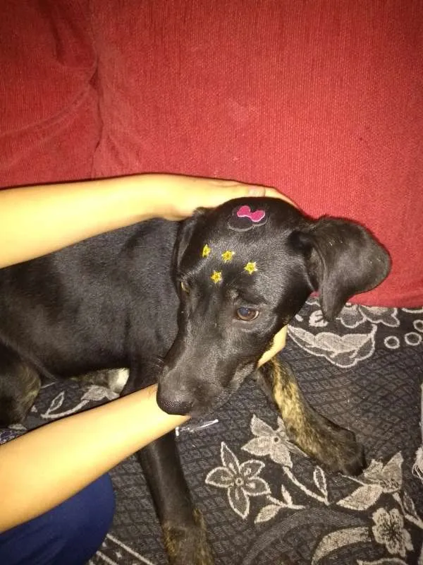 Cachorro ra a srd idade 7 a 11 meses nome Nescau