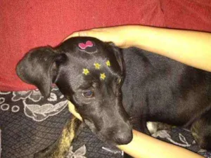 Cachorro raça srd idade 7 a 11 meses nome Nescau