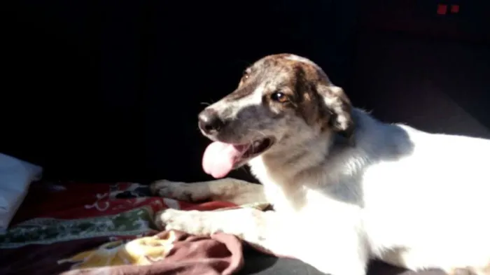Cachorro ra a SRD idade  nome JUCA
