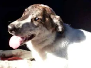 Cachorro raça SRD idade  nome JUCA