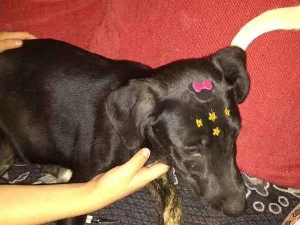 Cachorro ra a srd idade 7 a 11 meses nome Nescau