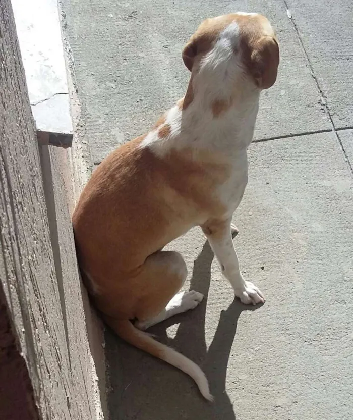 Cachorro raça Indefinida idade 1 ano nome Luna