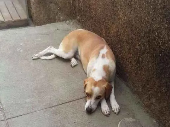 Cachorro raça Indefinida idade 1 ano nome Luna