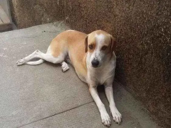Cachorro raça Indefinida idade 1 ano nome Luna