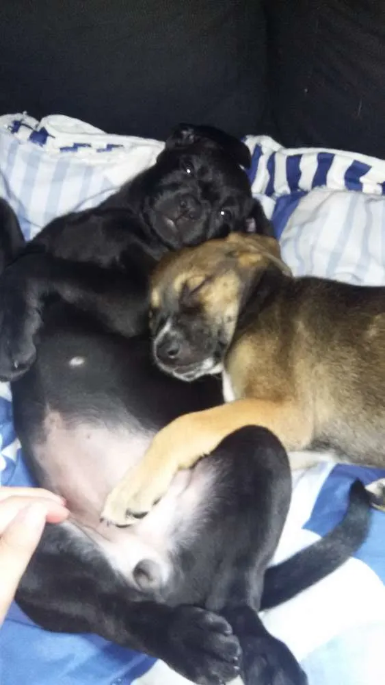 Cachorro ra a SRD Sem raça definida idade 2 a 6 meses nome Penélope