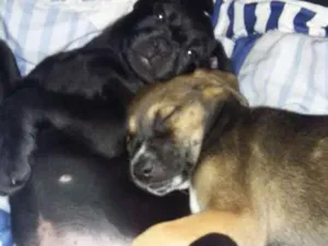 Cachorro raça SRD Sem raça definida idade 2 a 6 meses nome Penélope