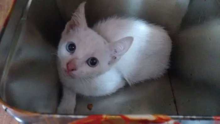 Gato ra a  idade 2 a 6 meses nome sem nome