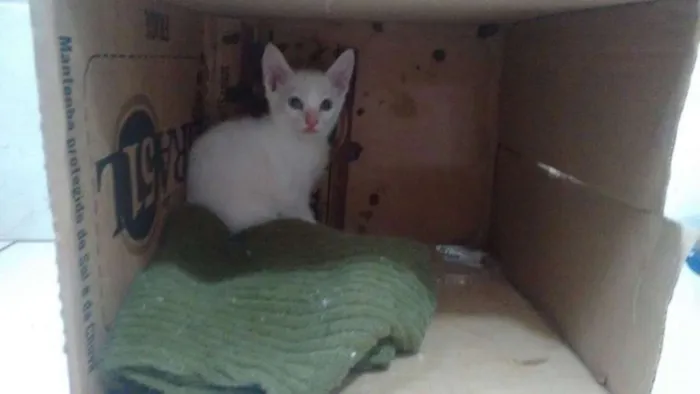 Gato ra a  idade 2 a 6 meses nome sem nome