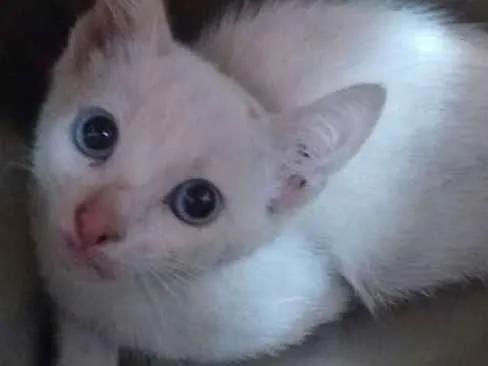 Gato ra a  idade 2 a 6 meses nome sem nome