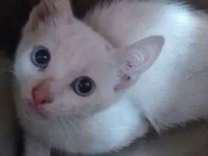 Gato raça  idade 2 a 6 meses nome sem nome