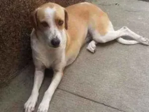 Cachorro raça Indefinida idade 1 ano nome Luna