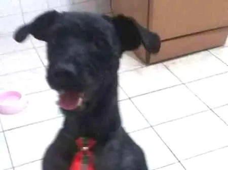 Cachorro ra a mix idade  nome PAÇOCA