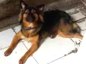 Cachorro raça vira lata idade 7 a 11 meses nome pipoca