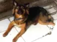 pipoca