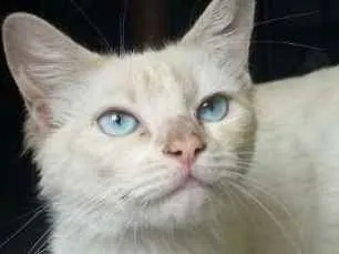 Gato ra a Ideterminada idade 2 anos nome Nina
