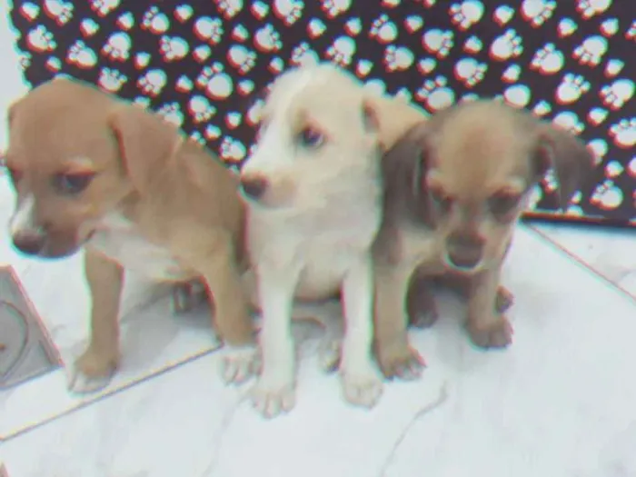 Cachorro ra a SRD idade Abaixo de 2 meses nome Sem nomes