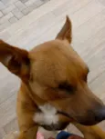 Tobias