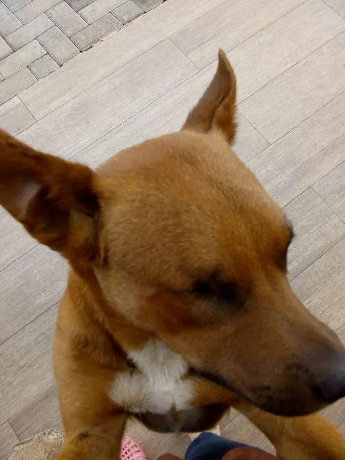 Cachorro ra a SRD idade 2 anos nome Tobias