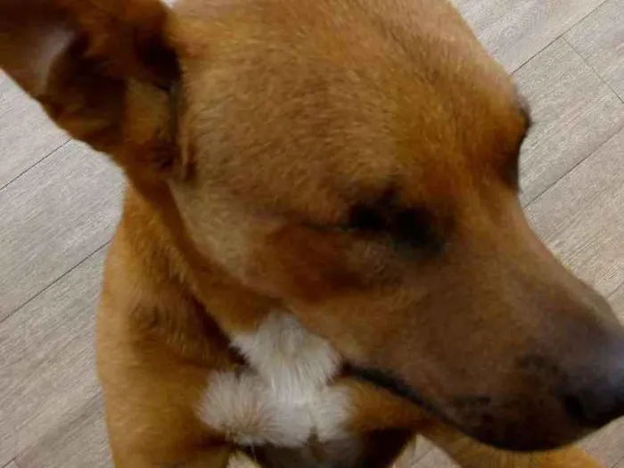 Cachorro ra a SRD idade 2 anos nome Tobias