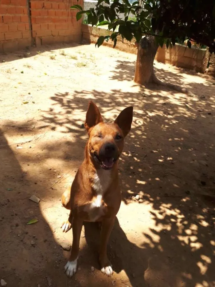 Cachorro ra a SRD idade 2 anos nome Tobias