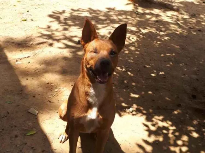 Cachorro ra a SRD idade 2 anos nome Tobias