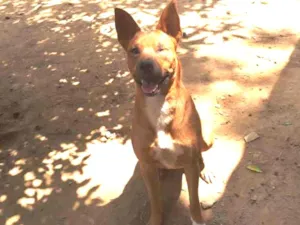 Cachorro raça SRD idade 2 anos nome Tobias