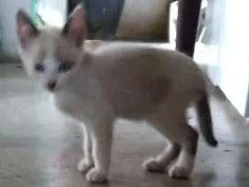 Gato raça ------ idade 2 a 6 meses nome Flocos