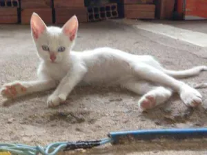 Gato raça ------ idade 2 a 6 meses nome Milk