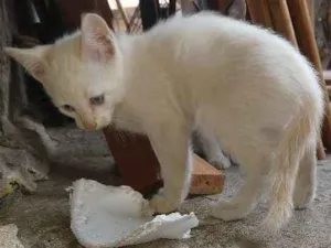 Gato raça ---- idade 2 a 6 meses nome Zé