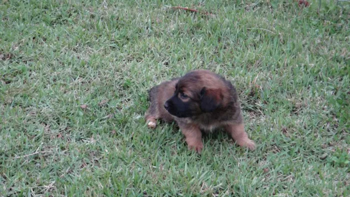 Cachorro ra a PREDOMINÂNCIA DE VIRA-LATA idade Abaixo de 2 meses nome SEM NOME