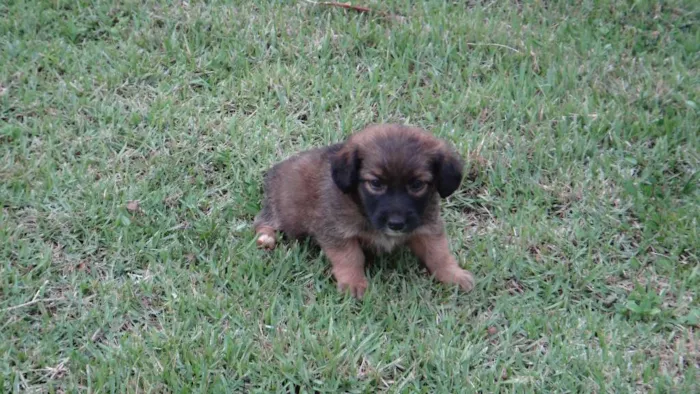 Cachorro ra a PREDOMINÂNCIA DE VIRA-LATA idade Abaixo de 2 meses nome SEM NOME