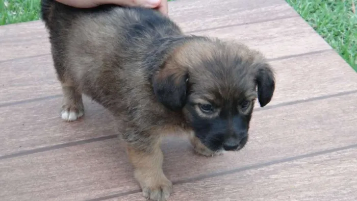 Cachorro ra a PREDOMINÂNCIA DE VIRA-LATA idade Abaixo de 2 meses nome SEM NOME