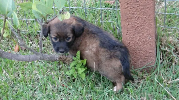 Cachorro ra a PREDOMINÂNCIA DE VIRA-LATA idade Abaixo de 2 meses nome SEM NOME