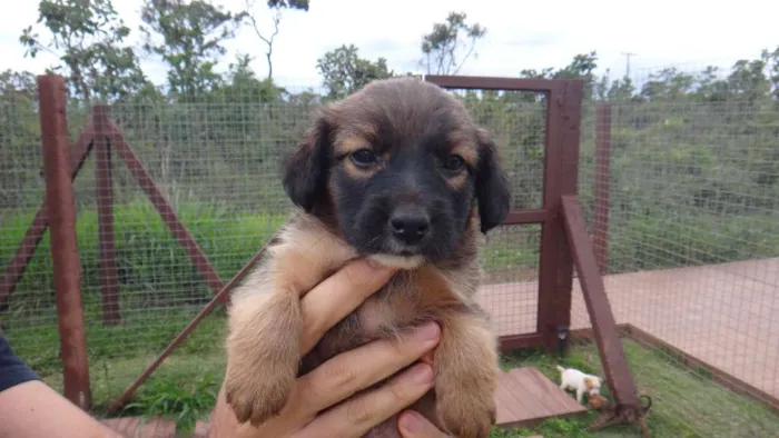 Cachorro ra a PREDOMINÂNCIA DE VIRA-LATA idade Abaixo de 2 meses nome SEM NOME