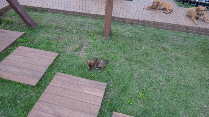 Cachorro ra a PREDOMINÂNCIA DE VIRA-LATA idade Abaixo de 2 meses nome SEM NOME