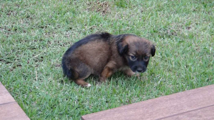 Cachorro ra a PREDOMINÂNCIA DE VIRA-LATA idade Abaixo de 2 meses nome SEM NOME