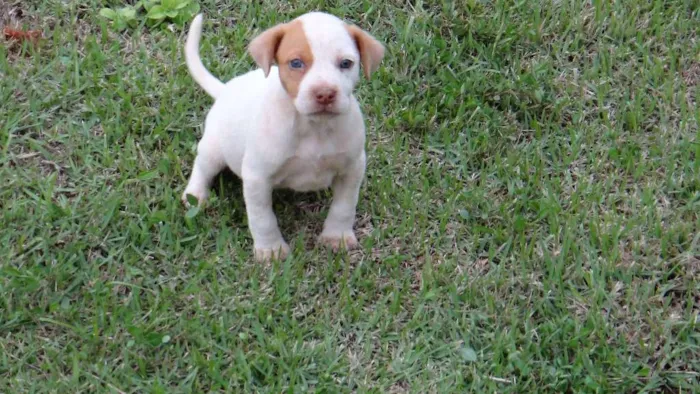 Cachorro ra a PREDOMINÂNCIA DE VIRA-LATA idade Abaixo de 2 meses nome SEM NOME
